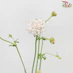 Trachymene Coerulea - Light Pink (Per Bunch)-Pink-China-prflorist.com.my
