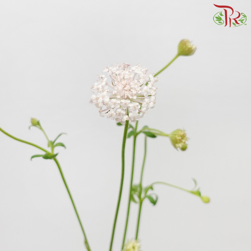 Trachymene Coerulea - Light Pink (Per Bunch)-Pink-China-prflorist.com.my