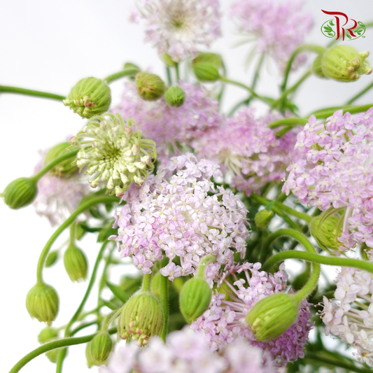 Trachymene Coerulea - Lilac (Per Bunch)-Lilac-China-prflorist.com.my