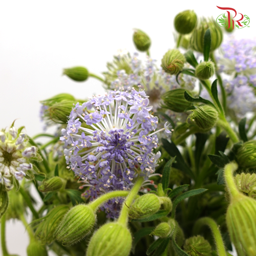 Trachymene Coerulea - Purple (Per bunch)-Purple-China-prflorist.com.my