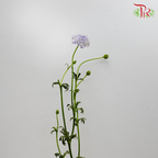 Trachymene Coerulea - Purple (Per bunch)-Purple-China-prflorist.com.my