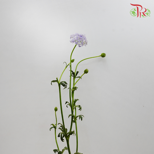 Trachymene Coerulea - Purple (Per bunch)-Purple-China-prflorist.com.my