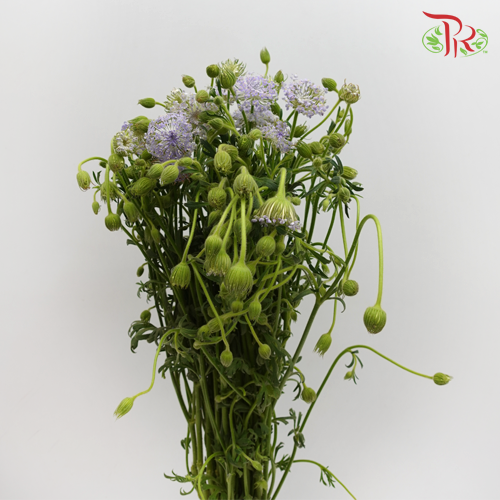 Trachymene Coerulea - Purple (Per bunch)-Purple-China-prflorist.com.my