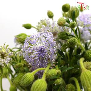 Trachymene Coerulea - Purple (Per bunch)-Purple-China-prflorist.com.my