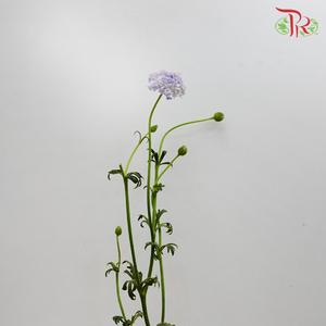 Trachymene Coerulea - Purple (Per bunch)-Purple-China-prflorist.com.my