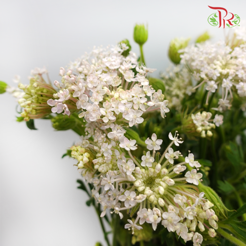 Trachymene Coerulea - White (Per bunch)-White-China-prflorist.com.my