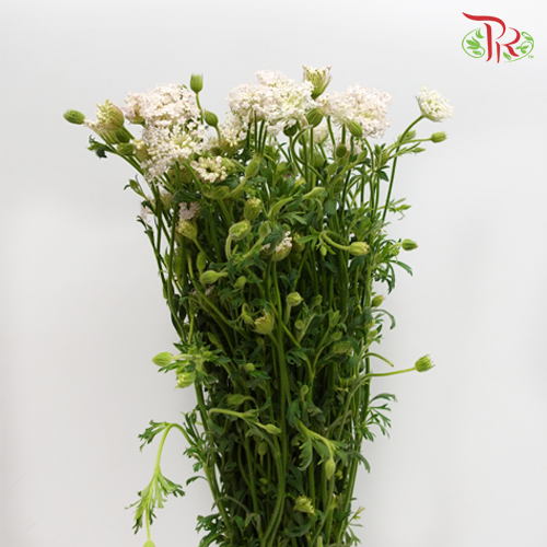 Trachymene Coerulea - White (Per bunch)-White-China-prflorist.com.my