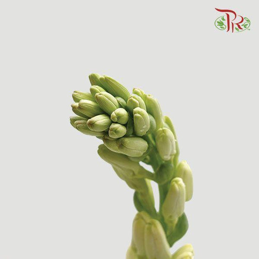 Tuberose - Short / Long Stems (Sundal Malam) (10 Stems)-Green-Thailand-prflorist.com.my