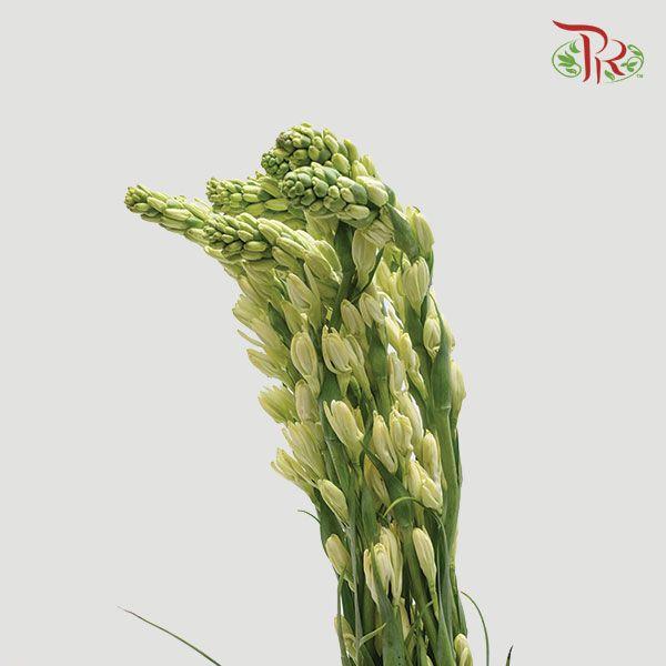 Tuberose - Short / Long Stems (Sundal Malam) (10 Stems)-Green-Thailand-prflorist.com.my