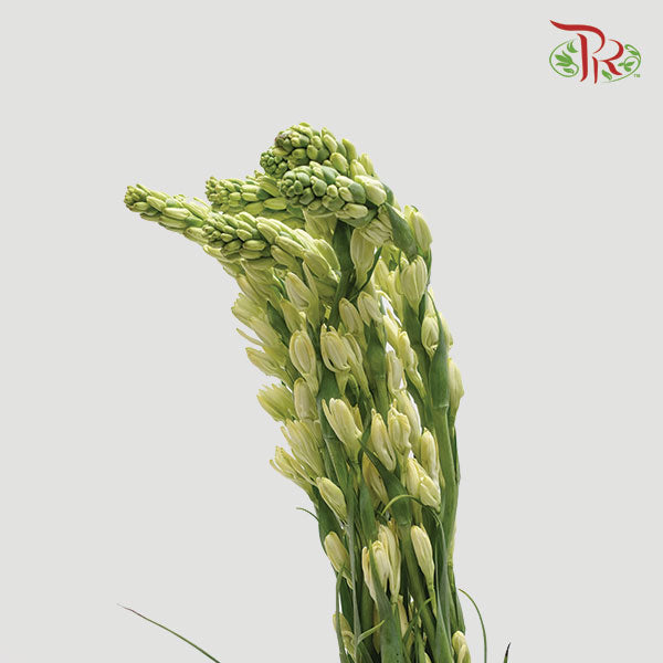 Tuberose - (Sundal Malam)-Green-China-prflorist.com.my