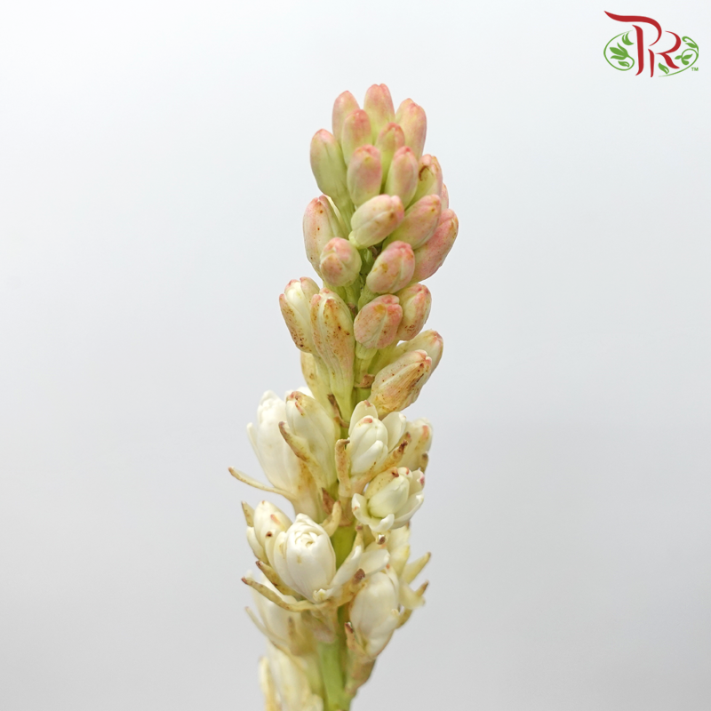 Tuberose (Sundal Malam) - Light Pink (5 Stems)-Light Pink-Import-prflorist.com.my