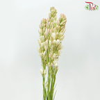 Tuberose (Sundal Malam) - Light Pink (5 Stems)-Light Pink-Import-prflorist.com.my