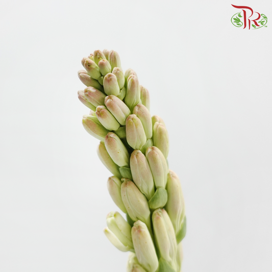 Tuberose (Sundal Malam) - Light Pink (10 Stems)