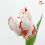 Tulip - Happy Generation (9-10 Stems)