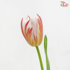 Tulip - Happy Generation (9-10 Stems)