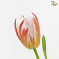 Tulip - Happy Generation (9-10 Stems)