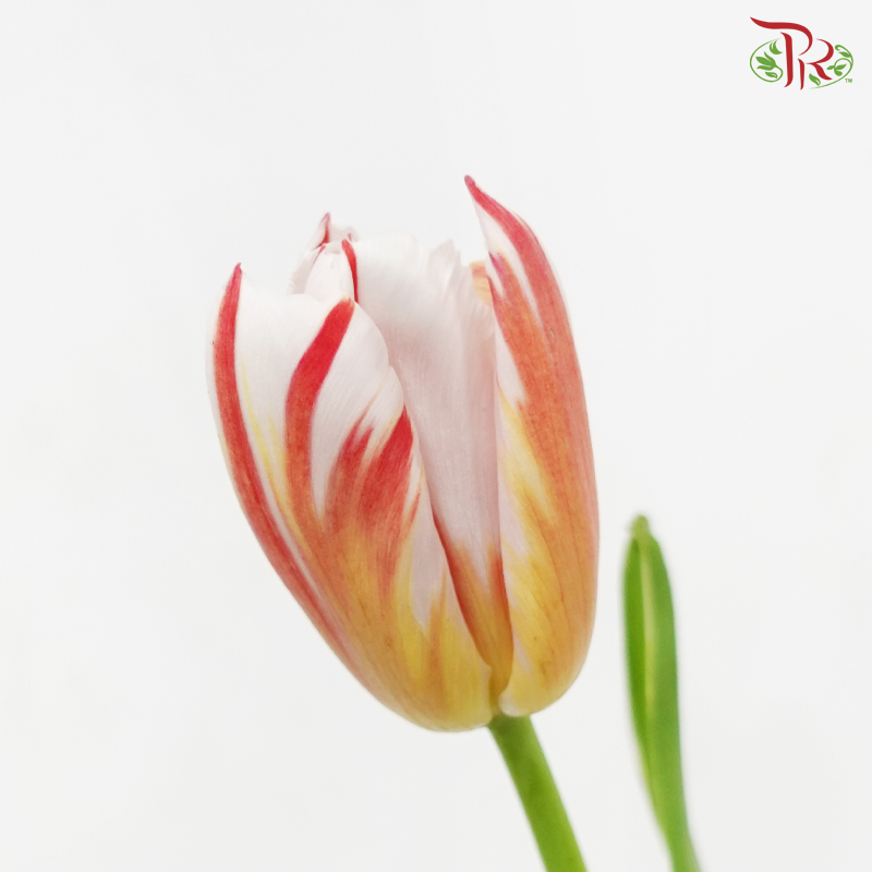 Tulip - Happy Generation (9-10 Stems)