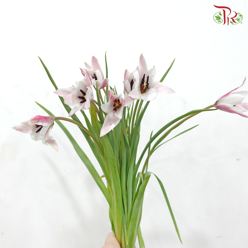 Tulip Bio - Clusiana (9-10 Stems)