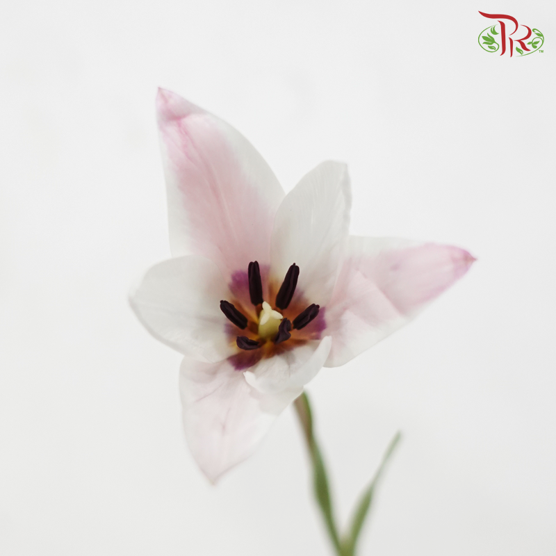 Tulip Bio - Clusiana (9-10 Stems)