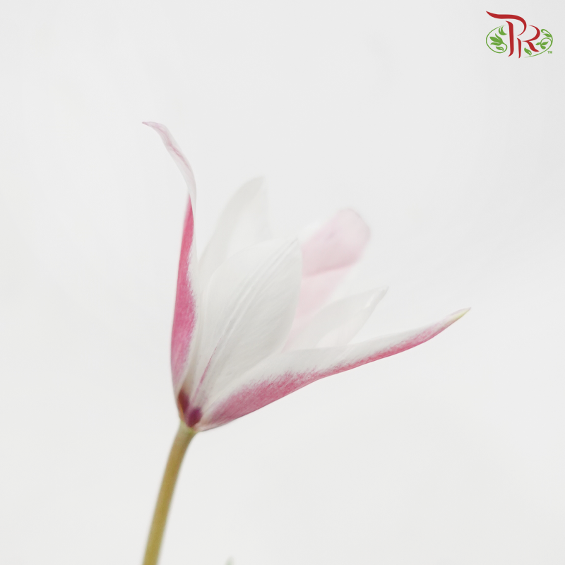 Tulip Bio - Clusiana (9-10 Stems)