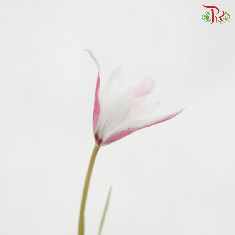 Tulip Bio - Clusiana (9-10 Stems)