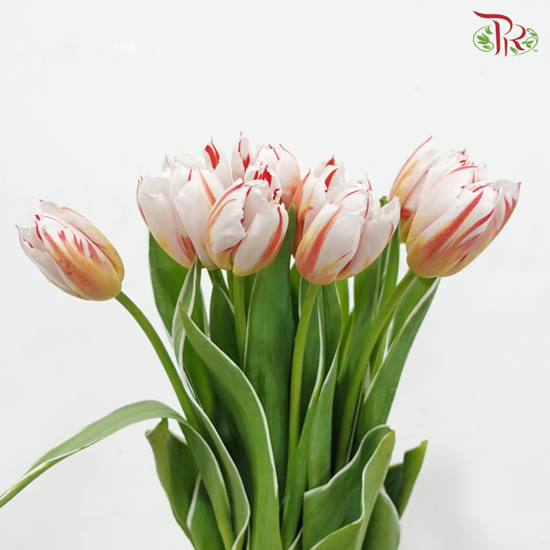 Tulip - Happy Generation (9-10 Stems)