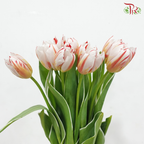 Tulip - Happy Generation (9-10 Stems)