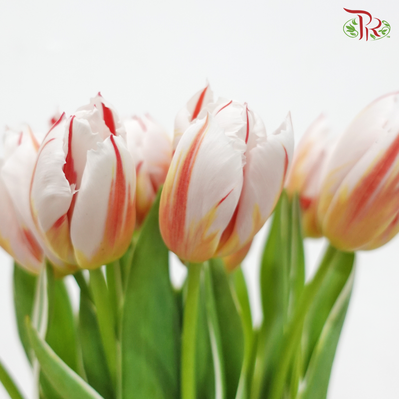 Tulip - Happy Generation (9-10 Stems)