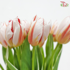Tulip - Happy Generation (9-10 Stems)