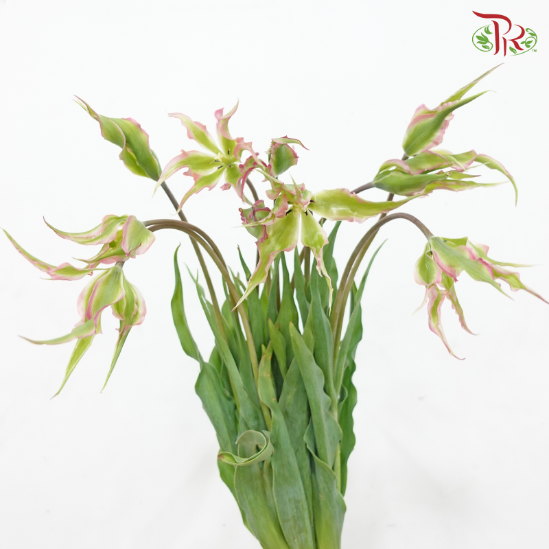 Tulip Bio - Dragon Fruit (9-10 Stems)