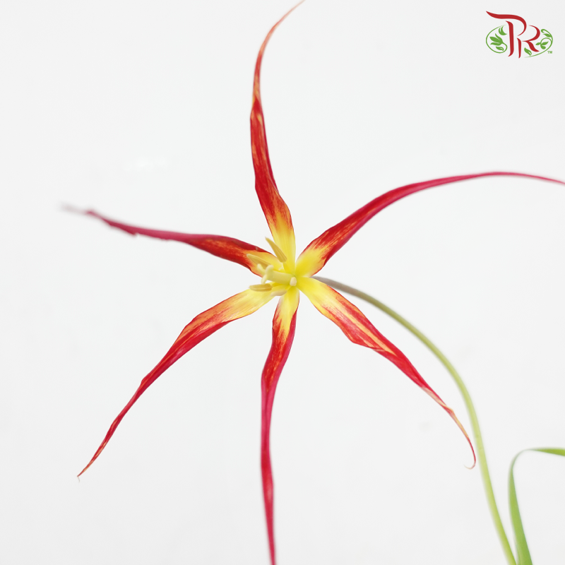 Tulip Bio - Acuminata (9-10 Stems)