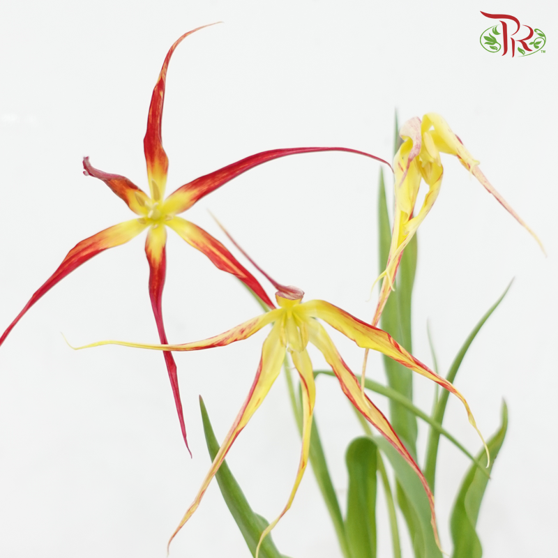 Tulip Bio - Acuminata (9-10 Stems)