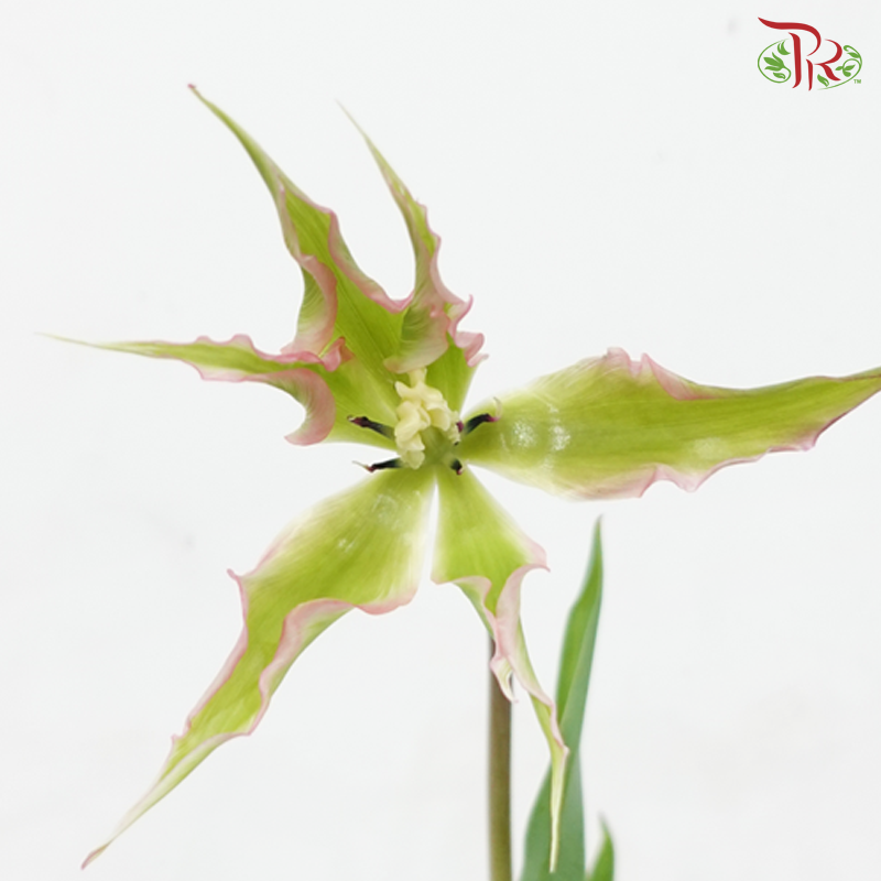 Tulip Bio - Dragon Fruit (9-10 Stems)