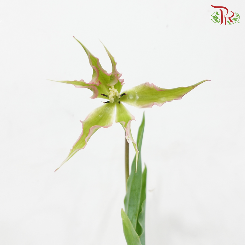 Tulip Bio - Dragon Fruit (9-10 Stems)
