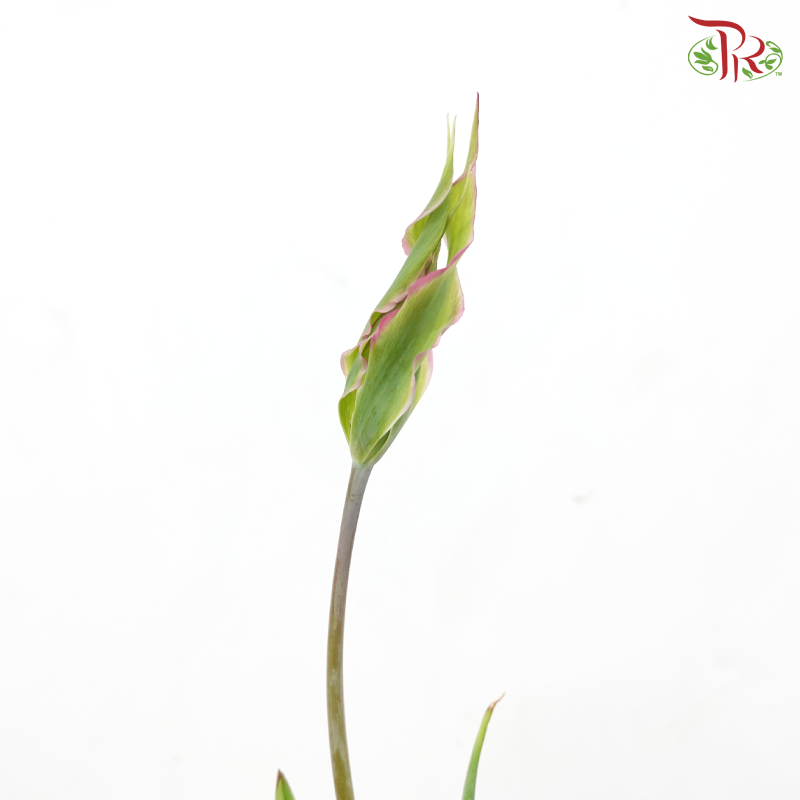 Tulip Bio - Dragon Fruit (9-10 Stems)