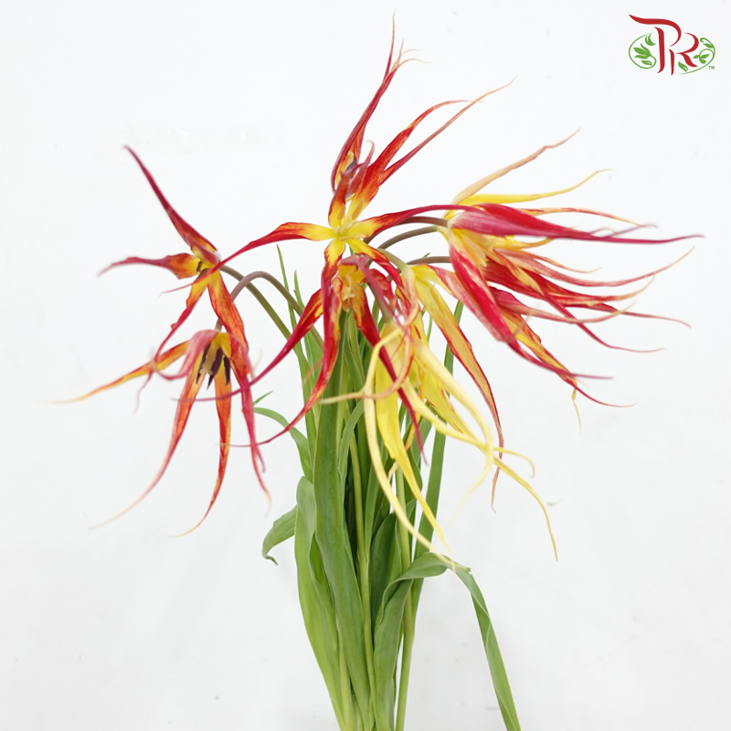 Tulip Bio - Acuminata (9-10 Stems)