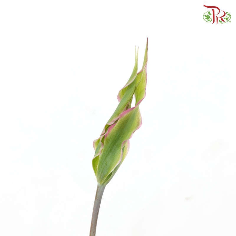 Tulip Bio - Dragon Fruit (9-10 Stems)