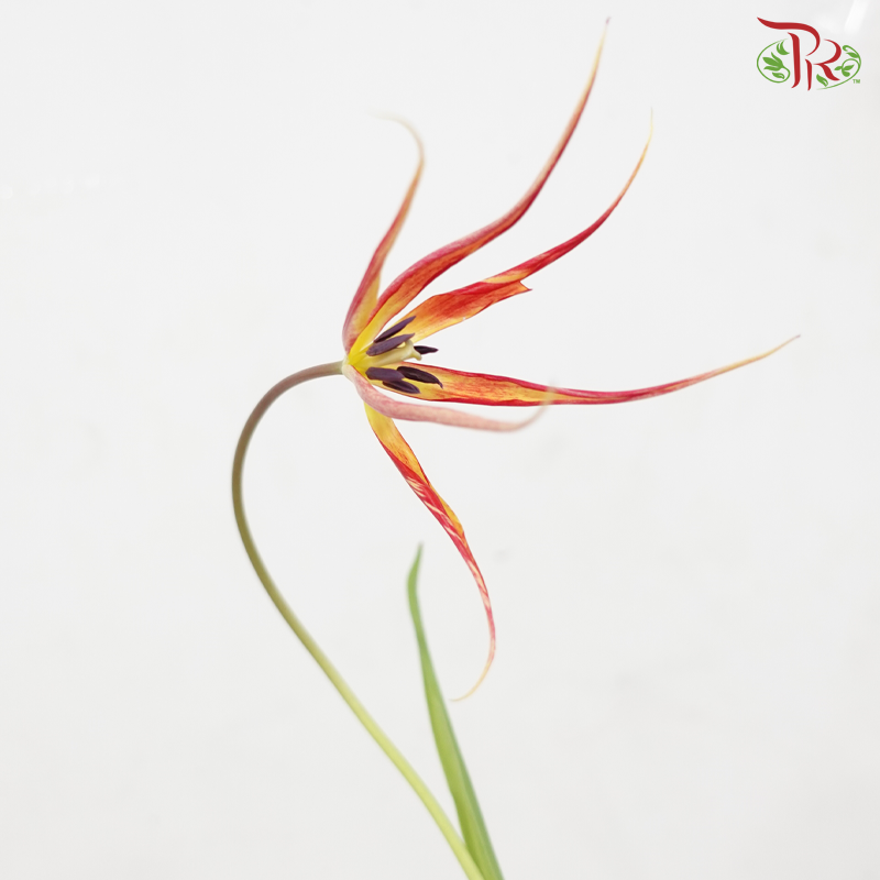 Tulip Bio - Acuminata (9-10 Stems)