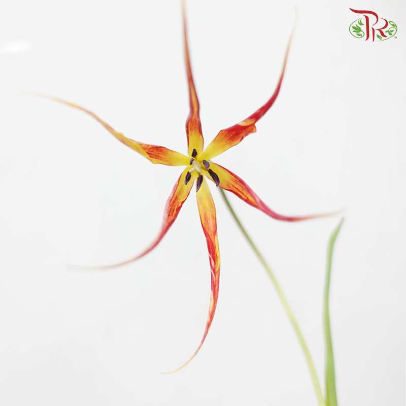 Tulip Bio - Acuminata (9-10 Stems)