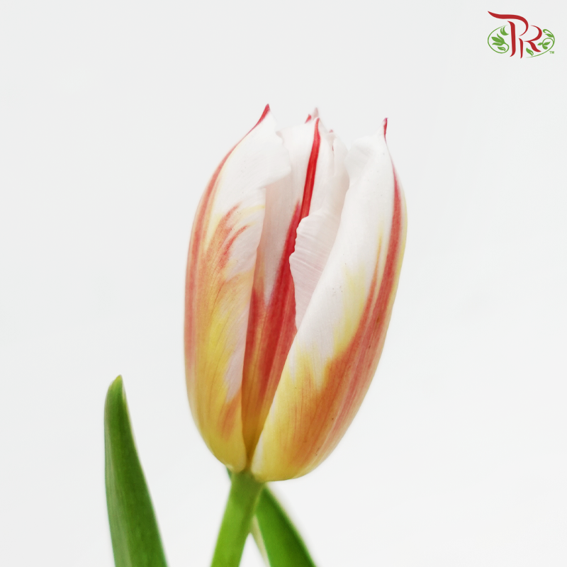 Tulip - Happy Generation (9-10 Stems)