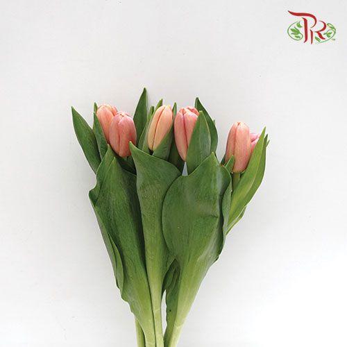 Tulip - Ace Salmon Pink (5 Stems / 10 Stems)-Netherland-prflorist.com.my