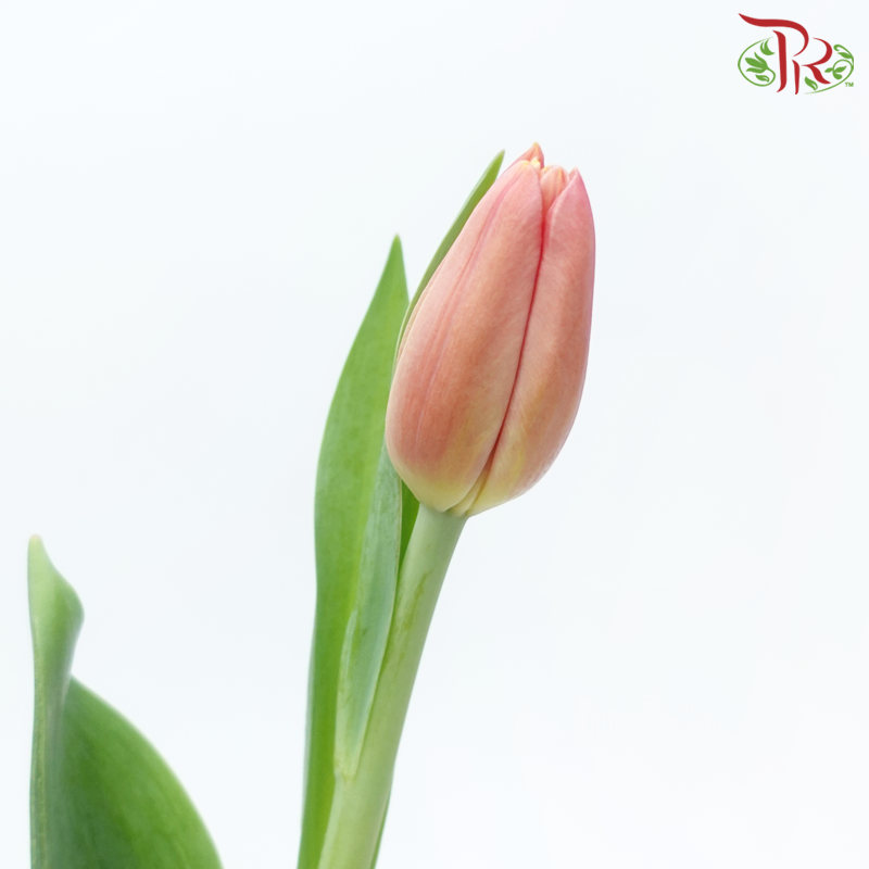 Tulip - Ace Salmon Pink (5 Stems / 10 Stems)-Netherland-prflorist.com.my