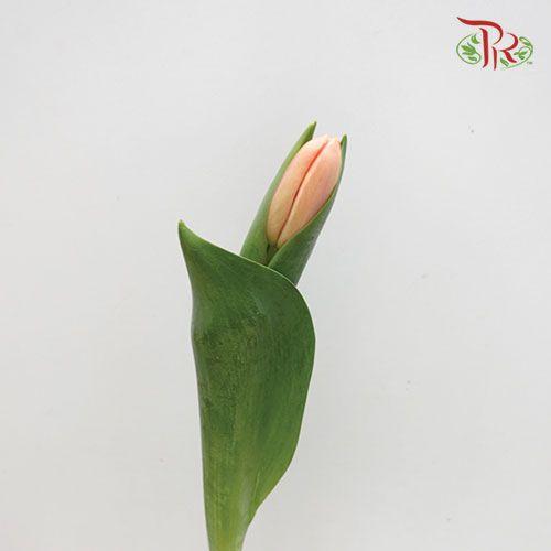 Tulip - Ace Salmon Pink (5 Stems / 10 Stems)-Netherland-prflorist.com.my