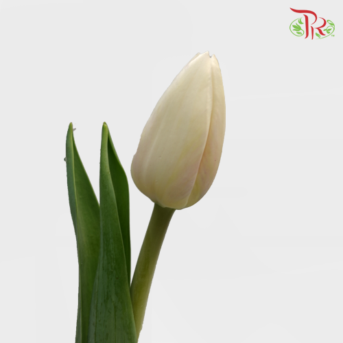 Tulip - Antarctica (5 Stems / 10 Stems)-Netherland-prflorist.com.my