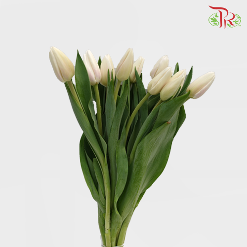 Tulip - Antarctica (5 Stems / 10 Stems)-Netherland-prflorist.com.my