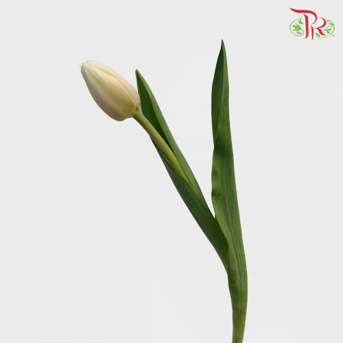 Tulip - Antarctica (5 Stems / 10 Stems)-Netherland-prflorist.com.my