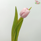 Tulip - Baby Pink (5 Stems / 10 Stems)-Netherland-prflorist.com.my