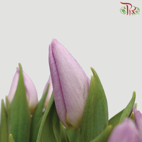 Tulip - Candy Prince (5 Stems / 10 Stems)-Netherland-prflorist.com.my