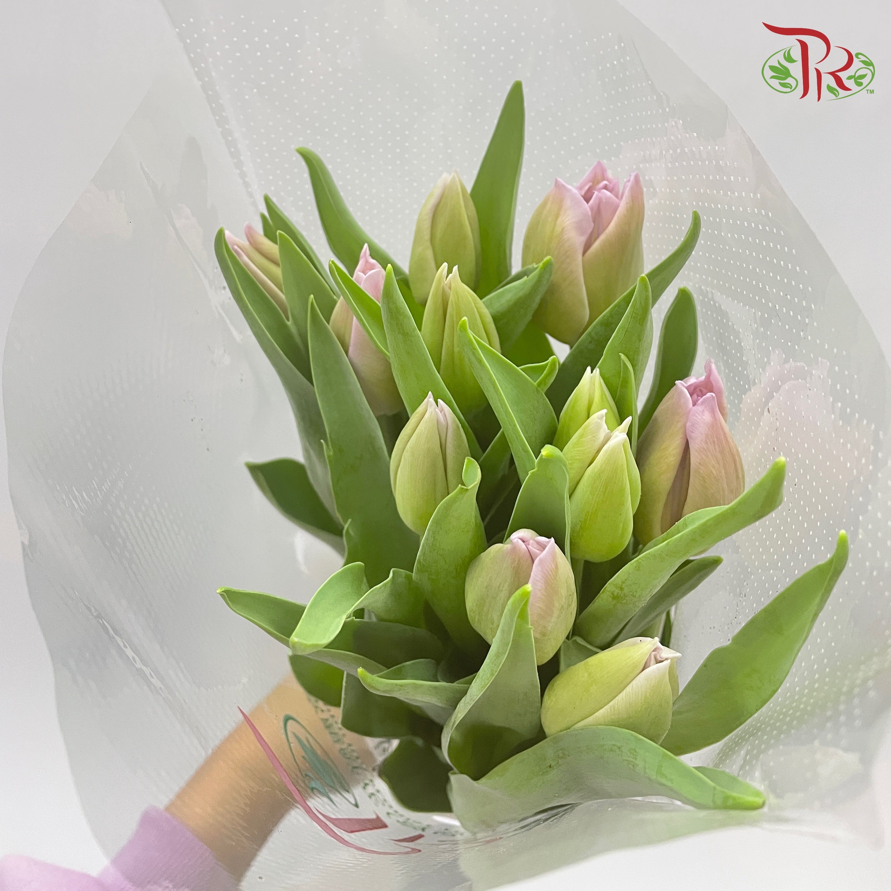Tulip - Candy Prince (5 Stems / 10 Stems)-Netherland-prflorist.com.my