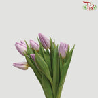 Tulip - Candy Prince (5 Stems / 10 Stems)-Netherland-prflorist.com.my